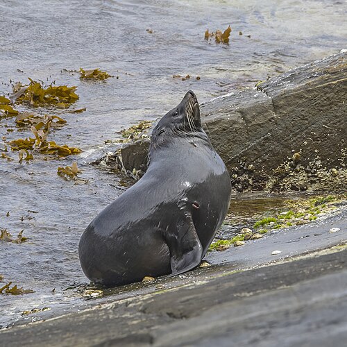 New Zealand fur seal